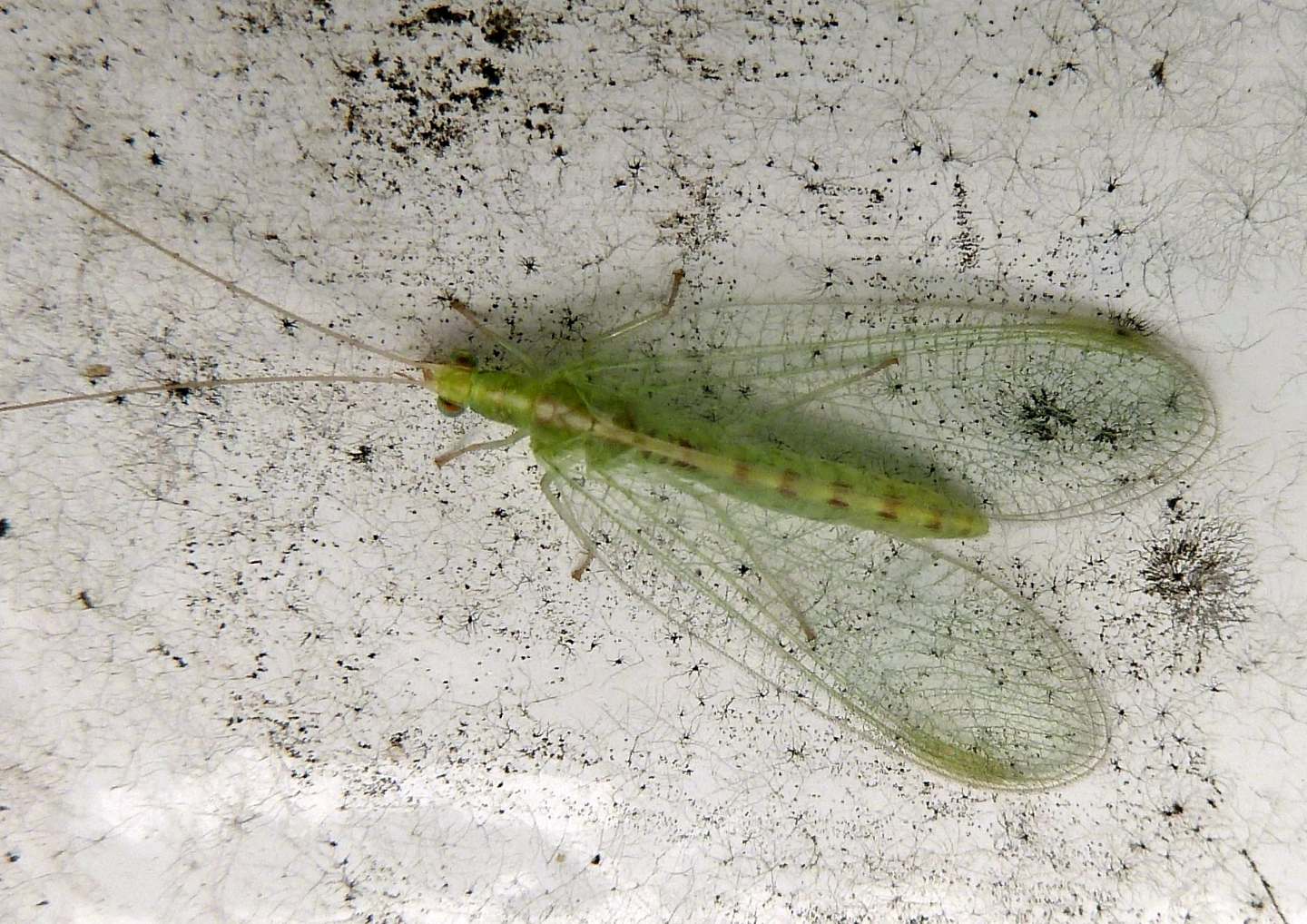 Chrysoperla pallida oppure Chrysoperla carnea